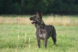 BOUVIER DES ARDENNES 415